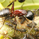hormiguicida
